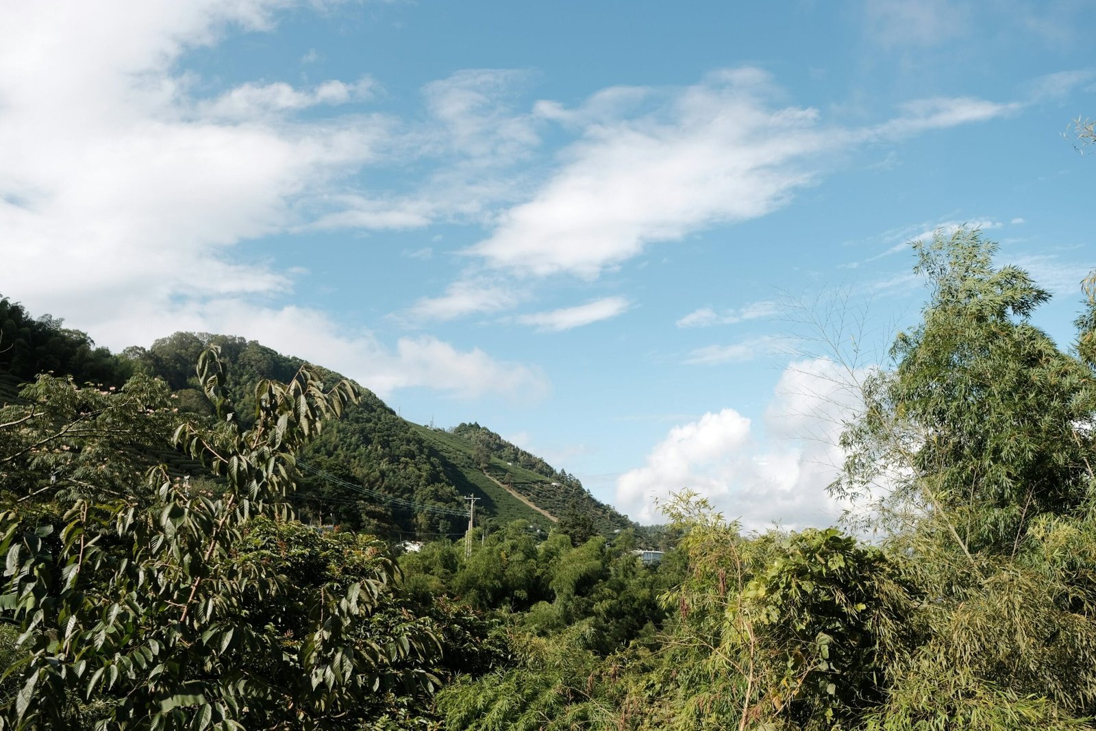 a view of a lush green forest with a mountain in the background